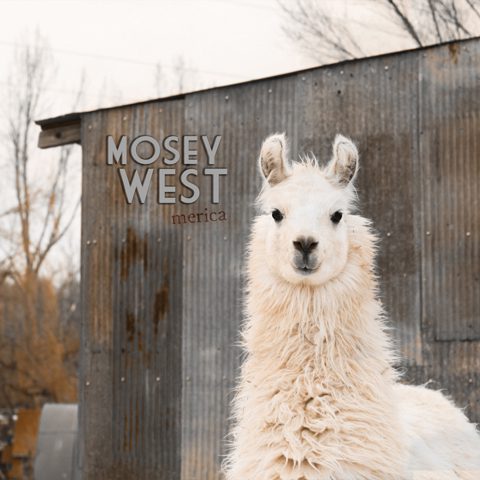 Llama standing in front of rustic building.