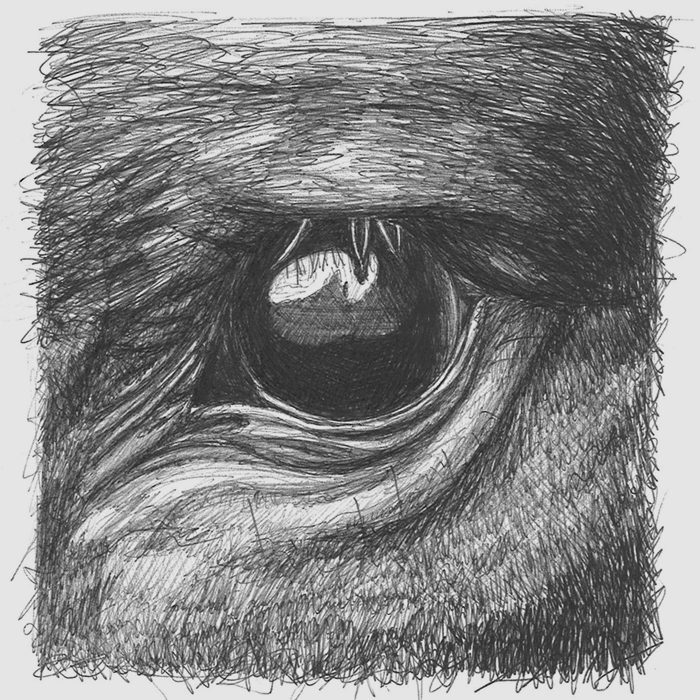 Close-up of a sketched animal eye.