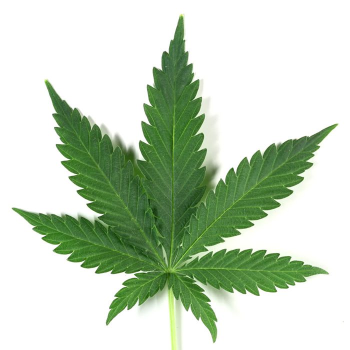 Cannabis leaf on white background.
