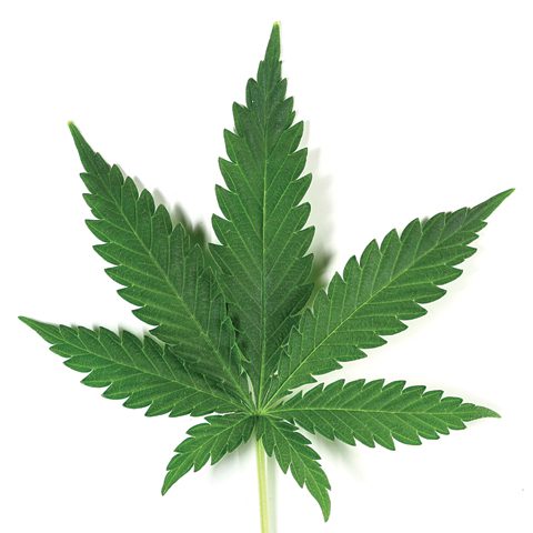 Cannabis leaf on a white background.