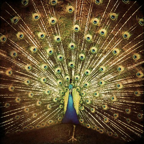 Peacock displaying vibrant, colorful feather plumage.