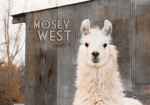 Llama standing in front of rustic building.