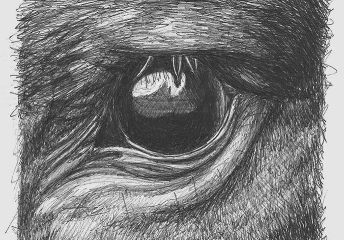 Close-up of a sketched animal eye.