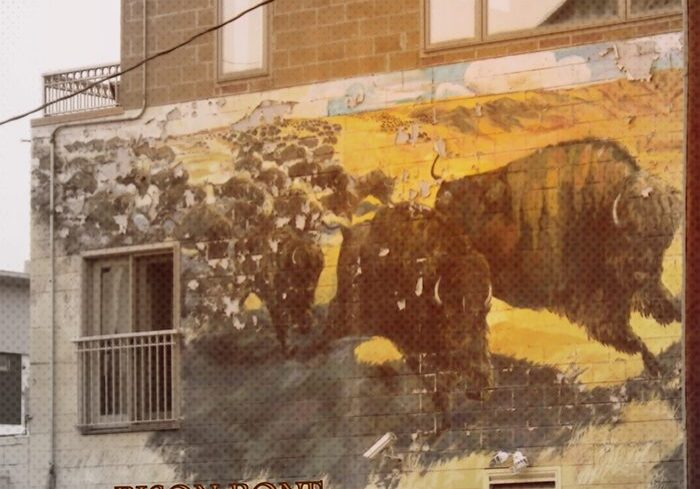 Mural of bison on urban building wall.
