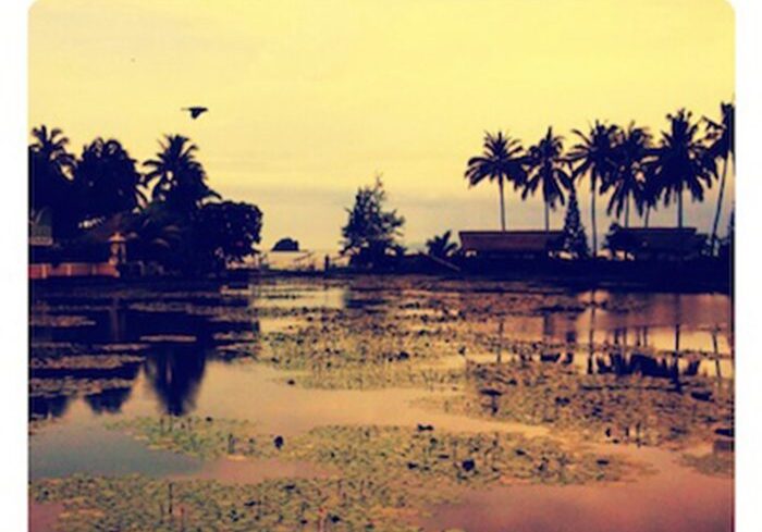 Scenic lake with palm trees at sunset.