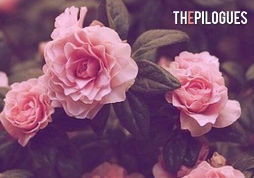 Pink roses with green leaves, close-up view.
