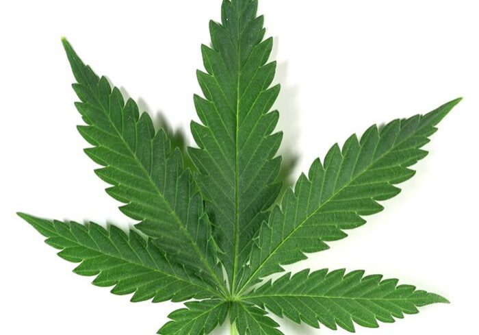 Cannabis leaf on white background.