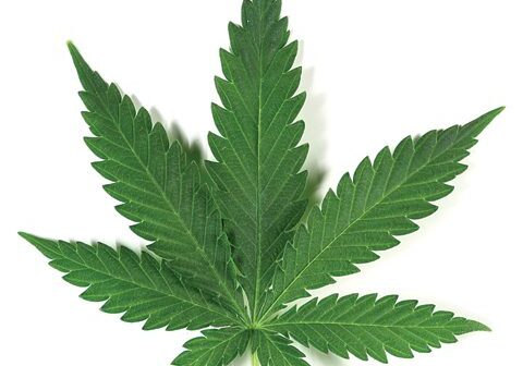Cannabis leaf on a white background.