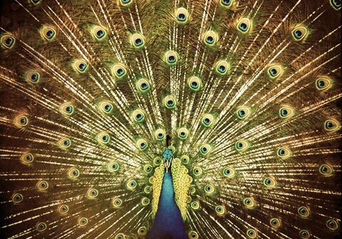 Peacock displaying vibrant, colorful feather plumage.