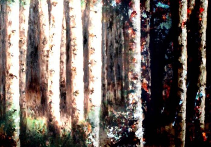 Birch trees in a dense forest scene.